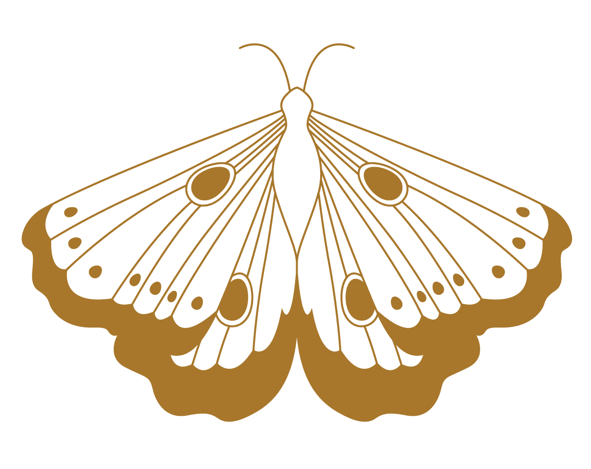 A moth drawn in gold line, wings open